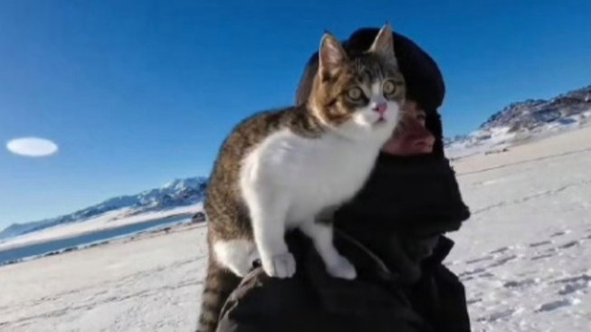 网红小猫“悟空”去世