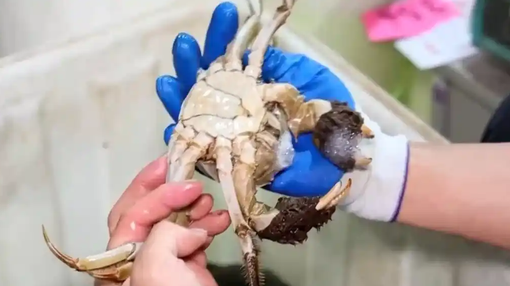 月收入2万“金牌挑蟹师”如何选螃蟹