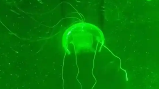 西工大研制透明仿生水母机器人