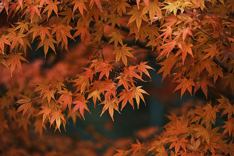 这些赏红叶的“出片宝地”藏不住了