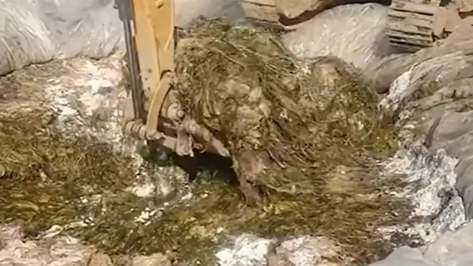 辽宁通报“男子在酸菜池抽烟吐痰”