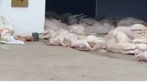 肉联公司门口堆满死猪 7人被控制