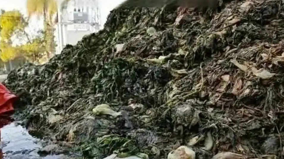 还有多少“老痰酸菜”流入了市场