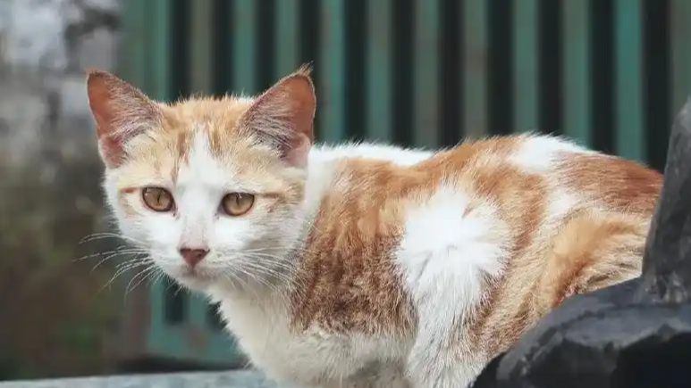 别让宠物救命血成流浪动物的索命符