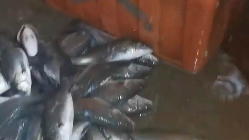 水产市场“麻醉鱼”调查