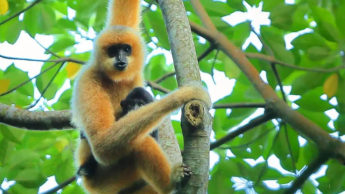 秦始皇祖母陵出土长臂猿为灭绝新物种