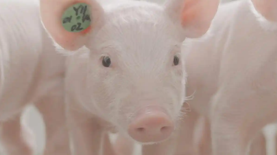 “猪王”“肉王”正面争锋