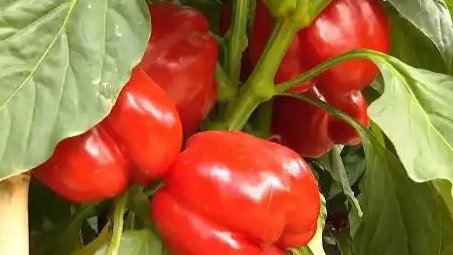 崇礼新雪季彩椒咖啡火了