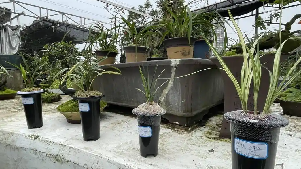 200万一盆 “天价兰花”谁在买