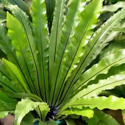 50块1斤的网红菜竟是云南人的绿化带