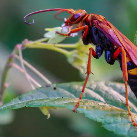 滥养杀人蜂需尽快予以规制
