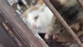 福建一市场被指现宰活猫出售