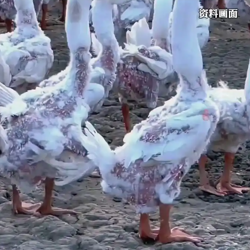 1吨鸭绒从17万涨到58万