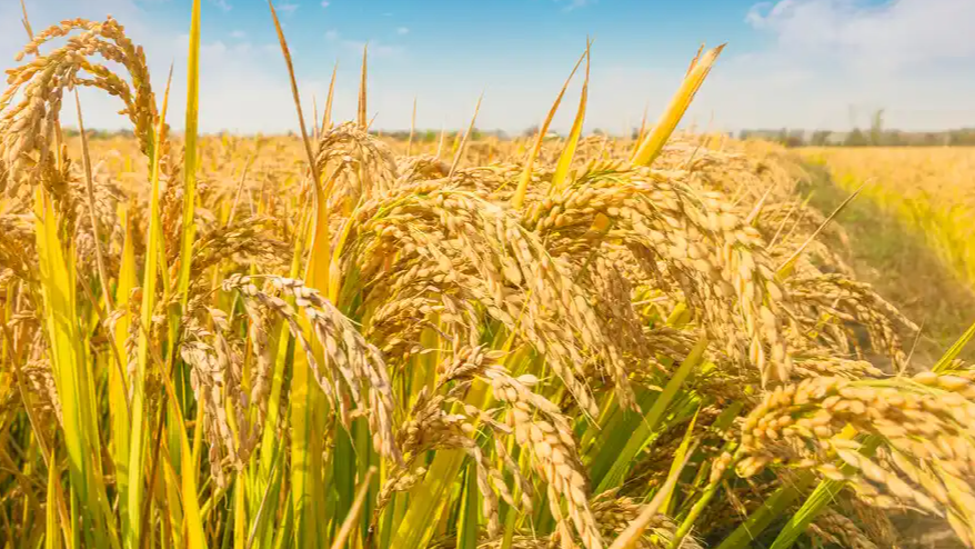 中央财政提前下达456亿农险保费补贴