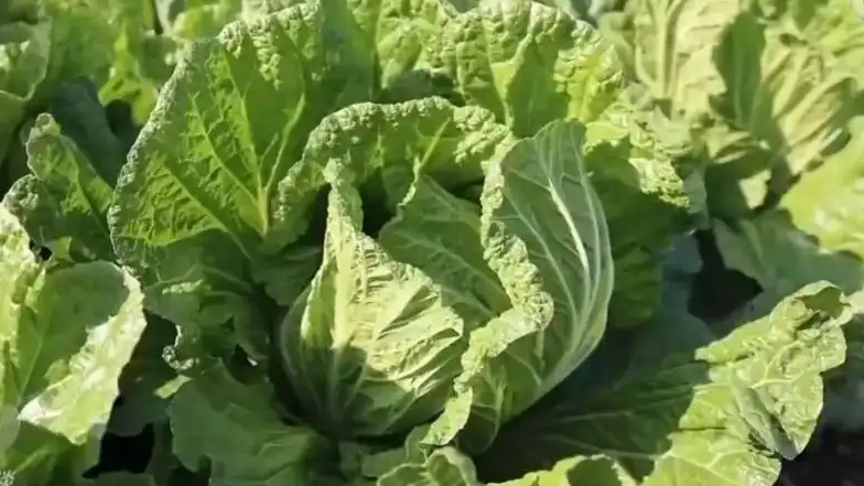 155元一棵白菜和9毛一斤的白菜一样