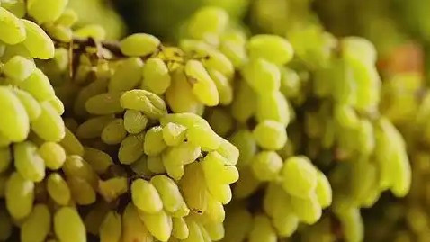 10颗葡萄干里9颗来自吐鲁番