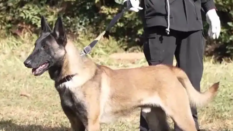 昆明犬为何是警犬界“国货之光”