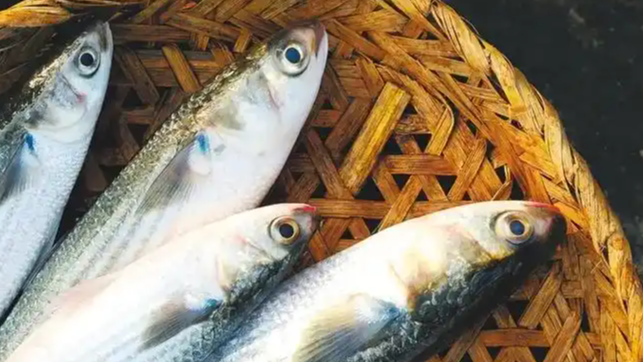 日本一河道涌入鱼群 覆盖整个河面