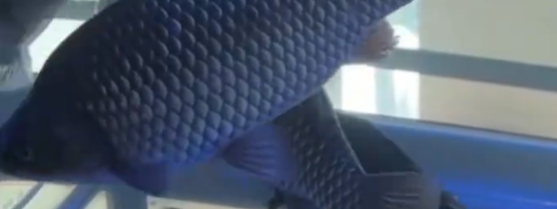 中国人终于对鱼刺“下手”了