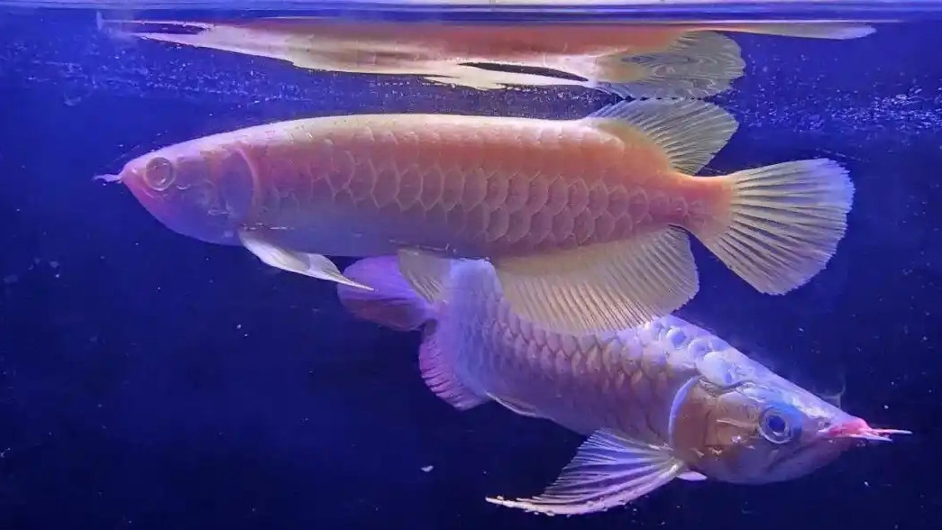 女子背包里藏金龙鱼被海关查获