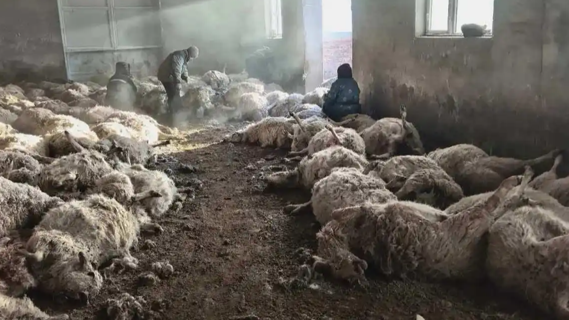 牧民回应200多只羊遭狼群夜袭死亡