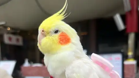 女孩们捧红“鸟鸟教” 催熟百亿市场