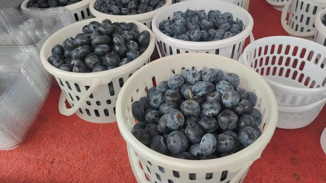 蓝莓个头“一个顶俩”