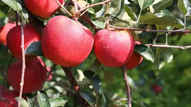 外网追问：中国苹果为何又多又好吃