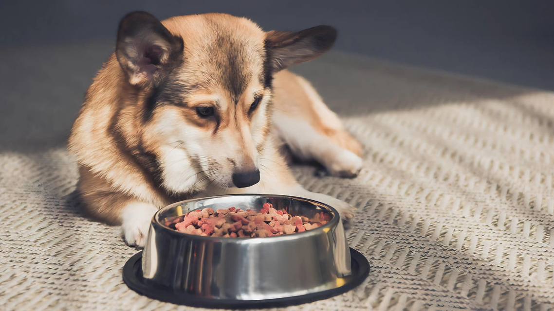年轻人立遗嘱 宠物也成“继承人”