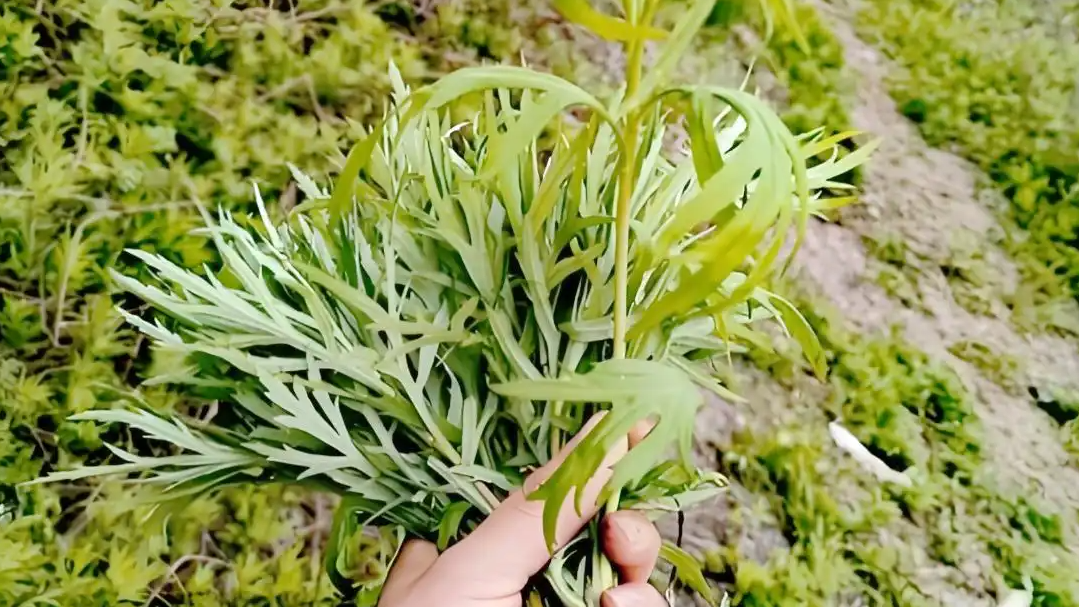 时令野菜成市场香饽饽 卖到20元1斤