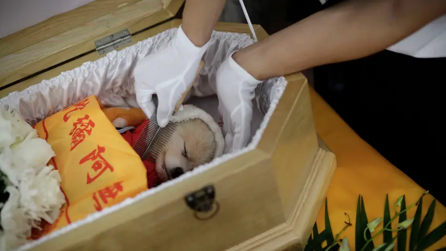 有商家推出239.8元狗狗风光大葬套餐