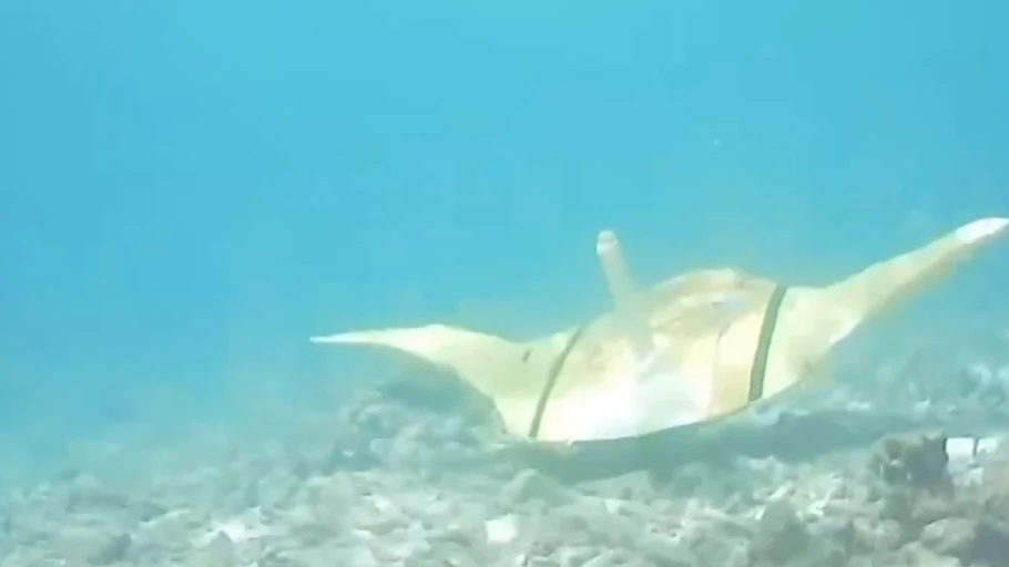 国产“魔鬼鱼”锁定“水下爆炸物”