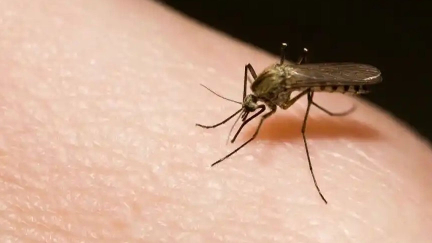 2026第一个蚊子包来了