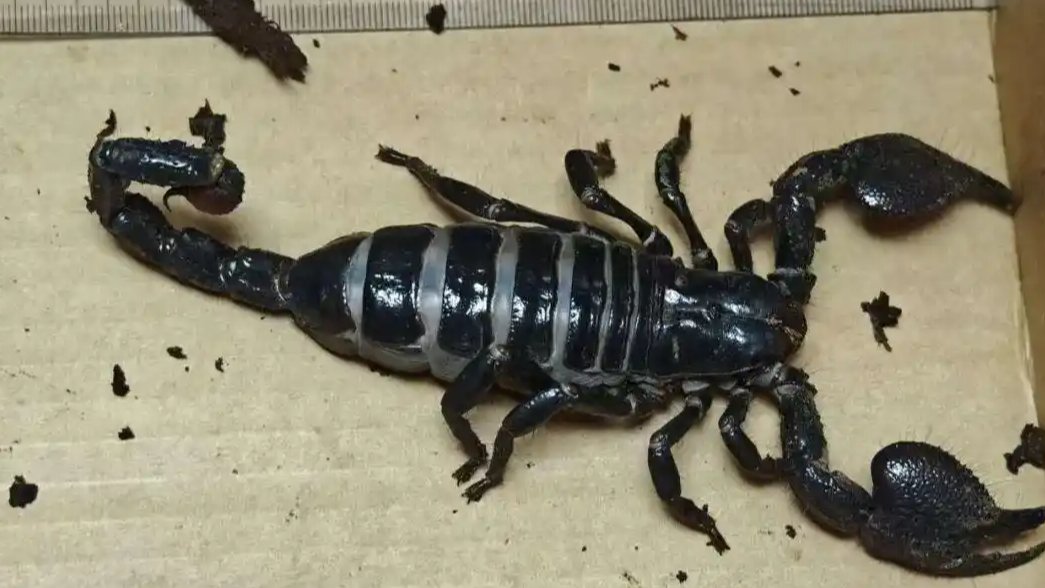 海关截获世界最大蝎类“帝王蝎”