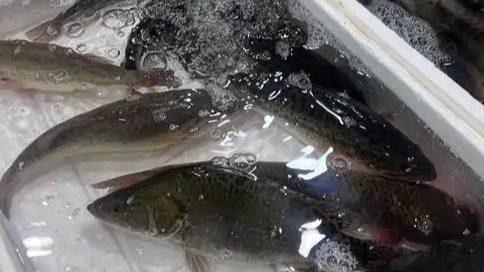 买鱼回家发现鱼身缺失三分之一