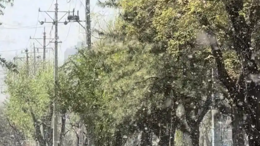 北京苦杨柳絮久矣 真正该砍的是什么