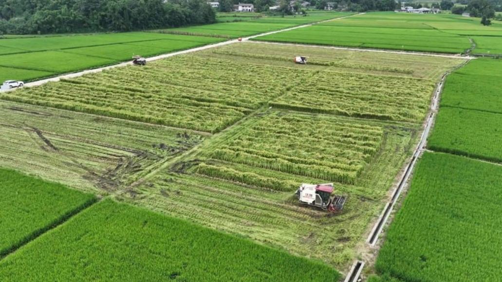 四川德阳千亩农业基地被查不实