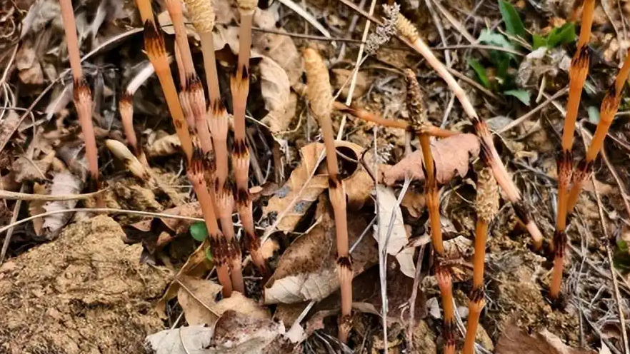 8岁男孩爬山识草预判山下藏金矿