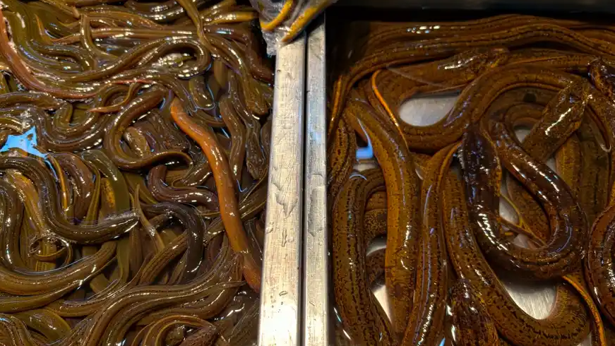 黄鳝被喂避孕药是传了30年的谣言