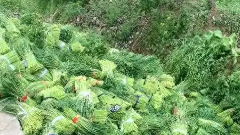 蒜薹饼干要来了