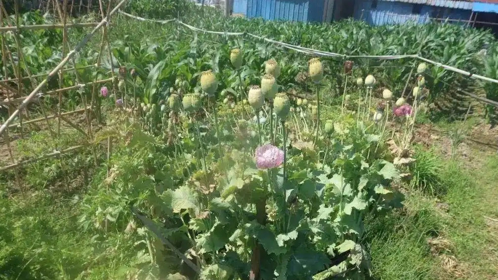 两名初中生田间用AI识图发现罂粟