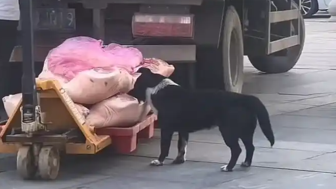 狗啃食超市猪肉 搬运工在跟前未制止