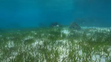 黄岩岛发现大规模绿海龟种群