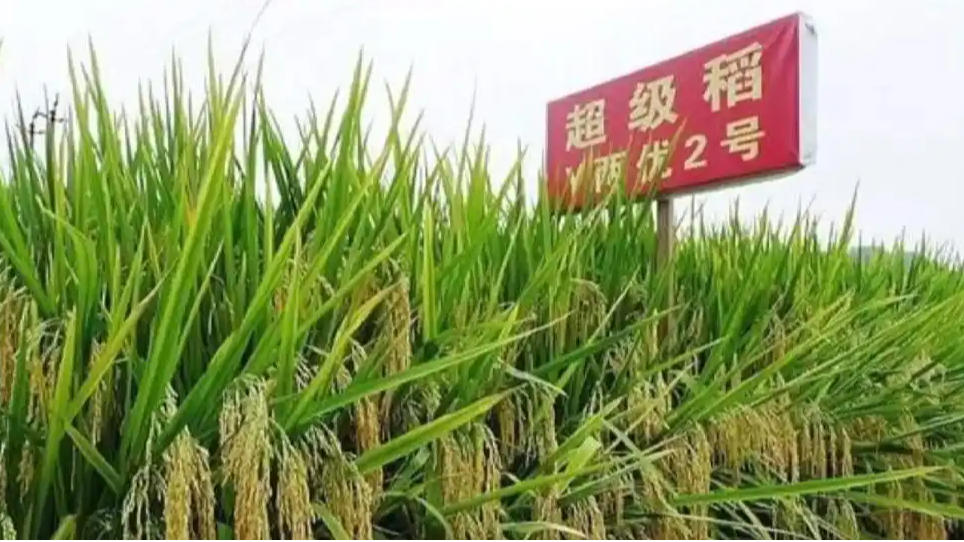 200万粉网红诋毁袁隆平被无限期封禁