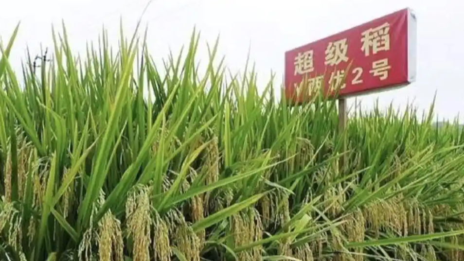 农业谣言岂能如此“变态”